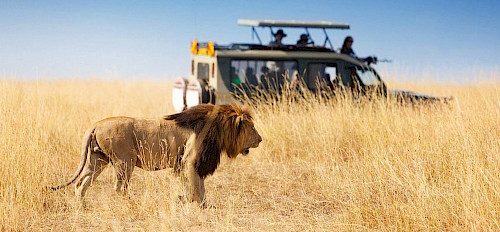 masai mara game drive