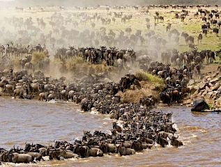 wildebeest migration masai mara