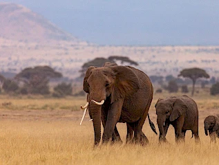 elephants in amboseli