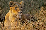 12 Days Masai Mara Serengeti Adventure