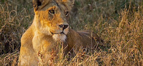 12 Days Masai Mara Serengeti Adventure