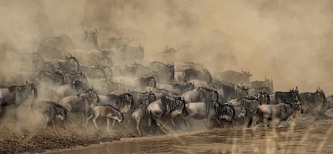masai mara wildebeest migration