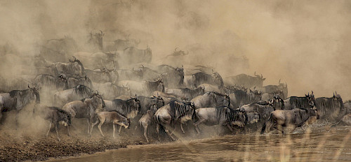 masai mara wildebeest migration