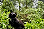 1-Day Bwindi Gorilla Trekking from Kigali