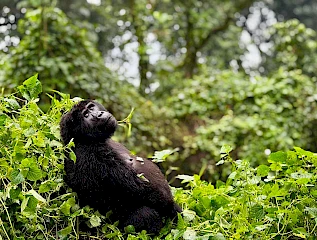 gorilla in bwindi