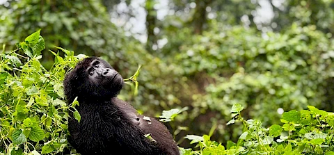 gorilla in bwindi