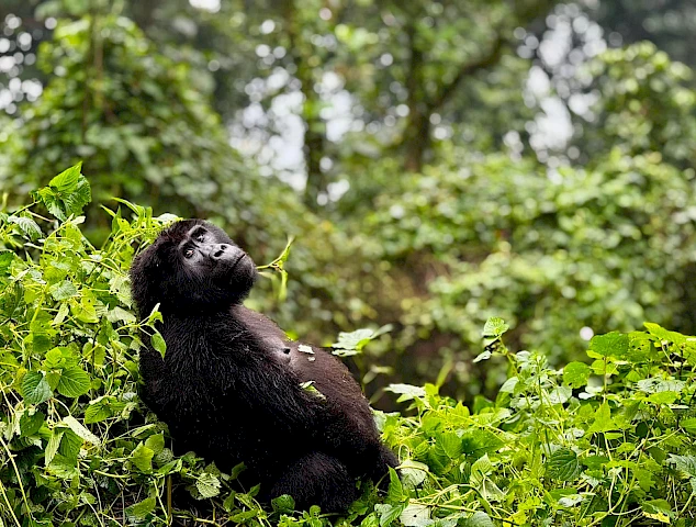 Gorilla trekking experience