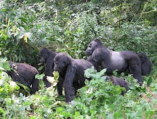 gorilla family in bwindi