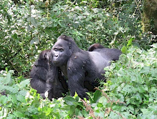 1 day gorilla trek in bwindi from kigali