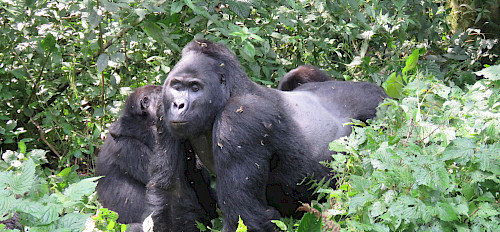 1-tägiger Gorilla-Trek in Bwindi ab Kigali