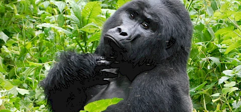Rwanda Vs Uganda: Where to Go Gorilla Trekking