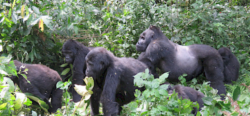 gorilla trekking rwanda vs uganda