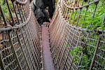 3 Days Nyungwe Forest Fly-in Safari