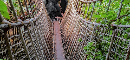 nyungwe forest canopy walk