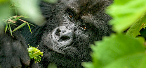 Prezzi del tour dei gorilla in Ruanda