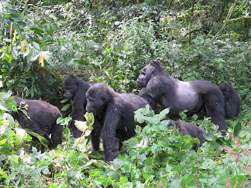 Gorilla Trekking Uganda - Bwindi