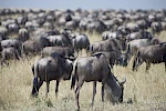3 Days Masai Mara Budget Safari from Nairobi