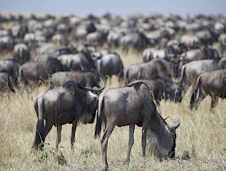 3 Days Masai Mara Budget Safari