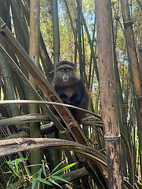 golden monkey trekking