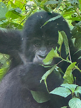 gorilla in bwindi impenetrable forest