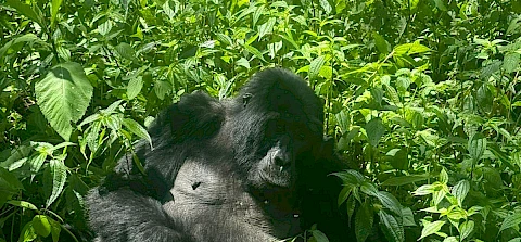 minimun age limit for gorilla trekking in uganda