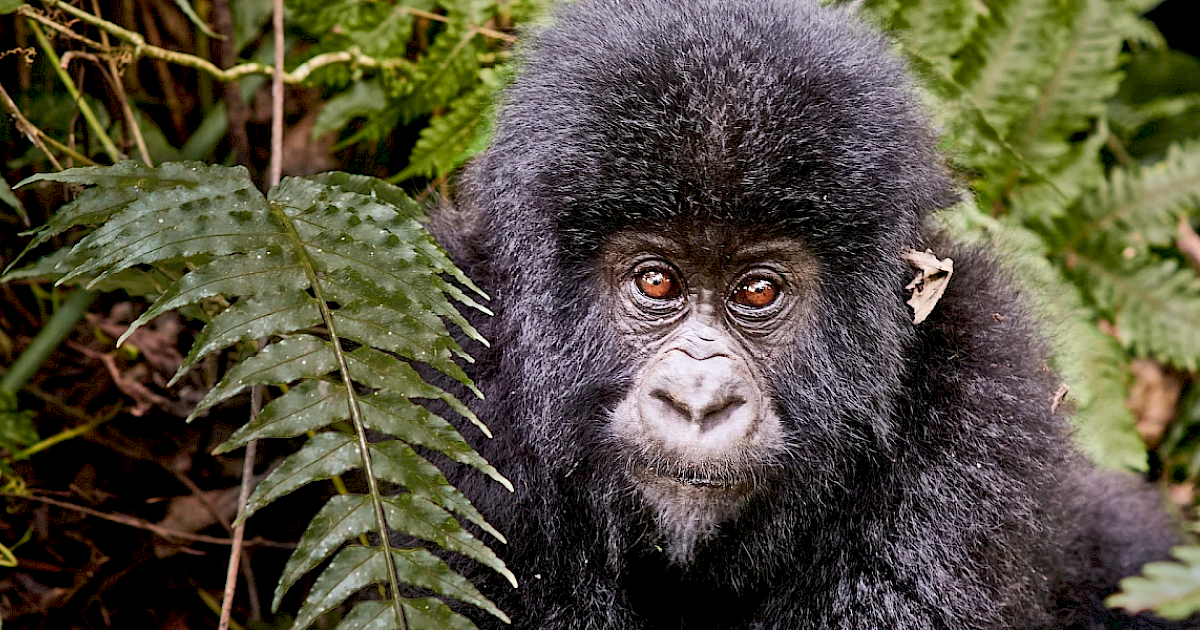 lowland-gorilla-congo_1200x600