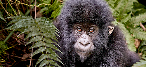 Congo Budget Travel: lowland gorilla