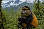 3 Days Mgahinga Gorillas and Golden Monkey Safari from Kigali