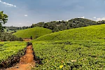 1-Day Kiambethu Tea Farm Tour | Amazing Tea Farm Experience in Kenya