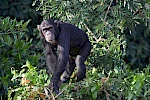 1-Day Ngamba Island Chimpanzee Sanctuary Tour
