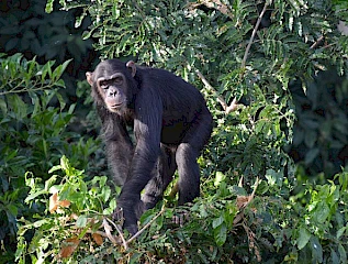 1-day ngamba island chimpanzee sanctuary tour