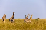 2 Days Murchison Falls National Park Safari