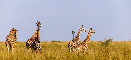 giraffes in murchison falls