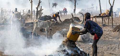 a young boy collecting cow dung, Mundari tribe, South Sudan