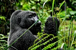 3-Day Gorilla Trekking Rwanda Safari