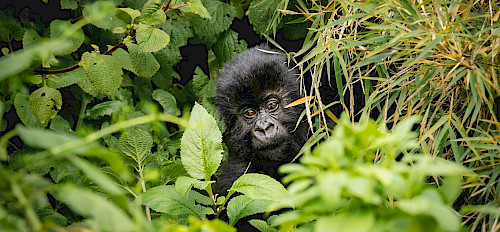 infant gorilla rwanda