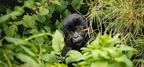 infant gorilla, rwanda