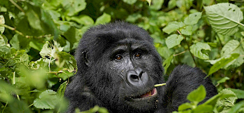 rwanda gorilla