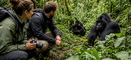 safe gorilla trekking