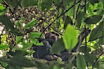 4-Day Gorillas and Chimpanzee Trekking Safari in Uganda