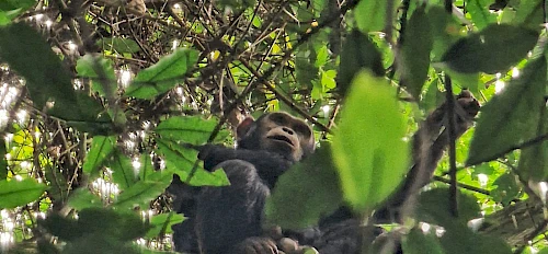 chimpanzee