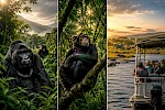 4 Days Gorillas, Kalinzu Chimps & Queen Elizabeth Safari