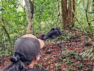 gorilla trekking in uganda with galactic safaris