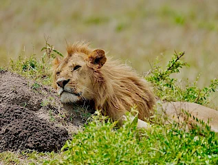 lion in masai mara