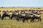 14-Day Kenya Uganda Safari – Masai Mara, Amboseli & Gorilla Trekking