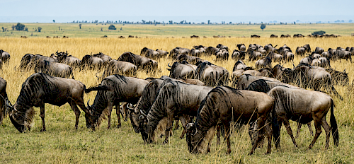 wildebeest masai mara kenya safari