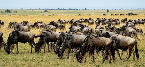 wildebeest masai mara kenya safari