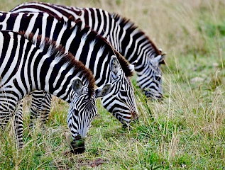 zebras grazing in a swamp in amboseli
