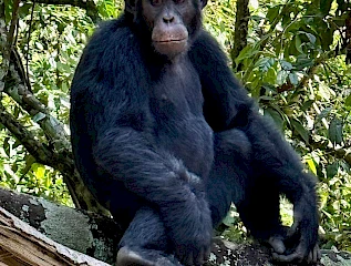 Chimpansee in Kibale Forest National Park
