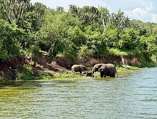 Olifanten die water drinken aan de oevers van het Kazinga Channel in Queen Elizabeth National Park